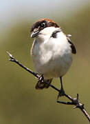 Woodchat Shrike