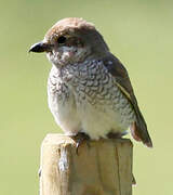 Red-backed Shrike