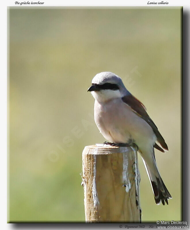 Red-backed Shrike male adult