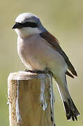 Red-backed Shrike