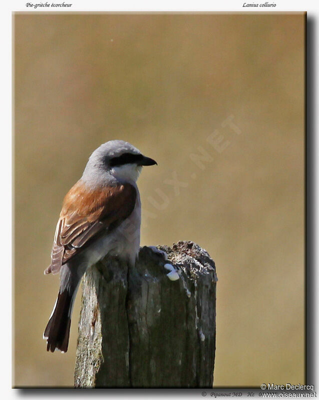 Red-backed Shrike