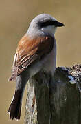 Red-backed Shrike