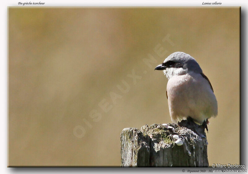 Red-backed Shrike