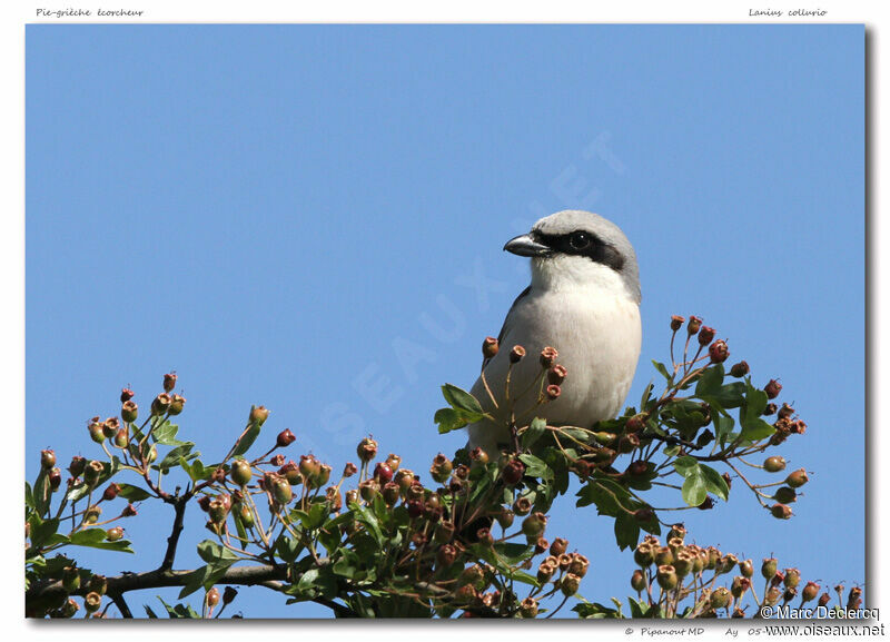 Red-backed Shrike, identification