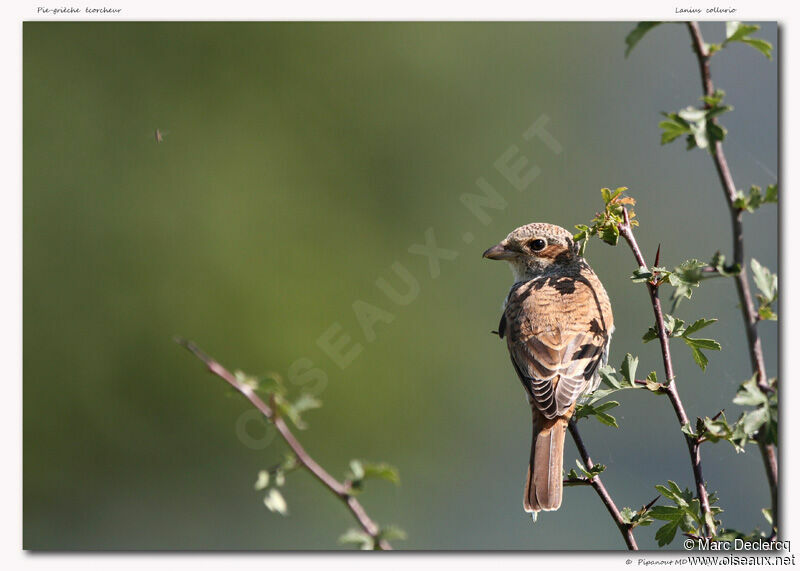 Red-backed Shrike, identification