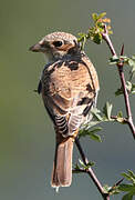 Red-backed Shrike