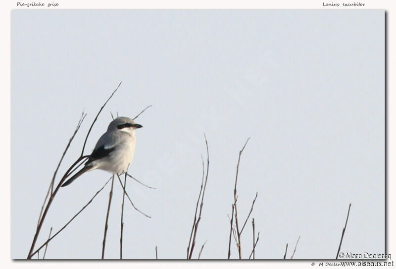 Great Grey Shrike, identification