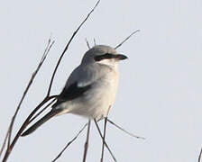 Great Grey Shrike