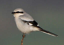 Great Grey Shrike