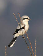 Great Grey Shrike