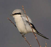 Great Grey Shrike