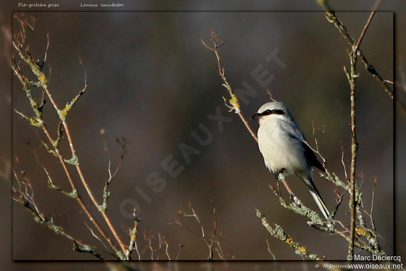 Great Grey Shrike