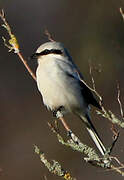 Great Grey Shrike