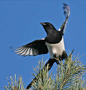 Eurasian Magpie