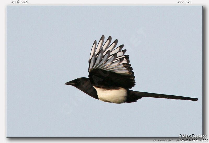 Eurasian Magpie, Flight