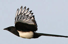 Eurasian Magpie