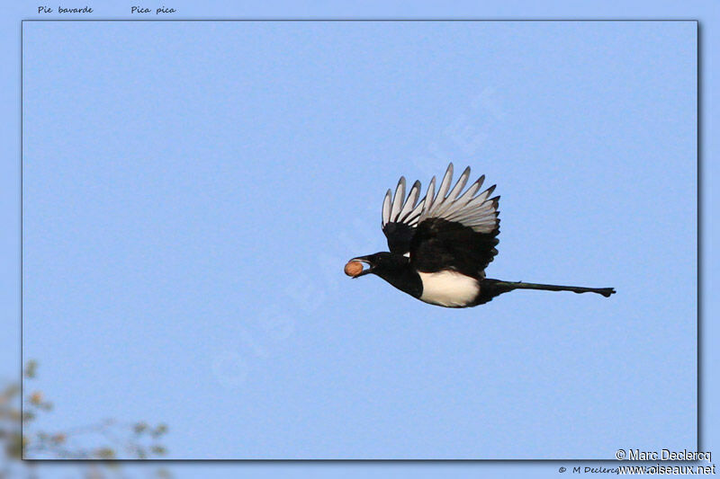 Eurasian Magpie, identification, feeding habits