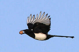 Eurasian Magpie