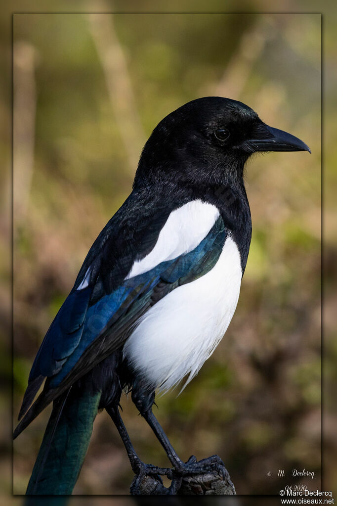 Eurasian Magpie