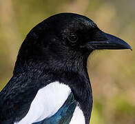 Eurasian Magpie