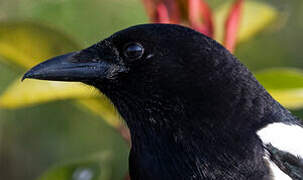 Eurasian Magpie