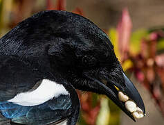 Eurasian Magpie