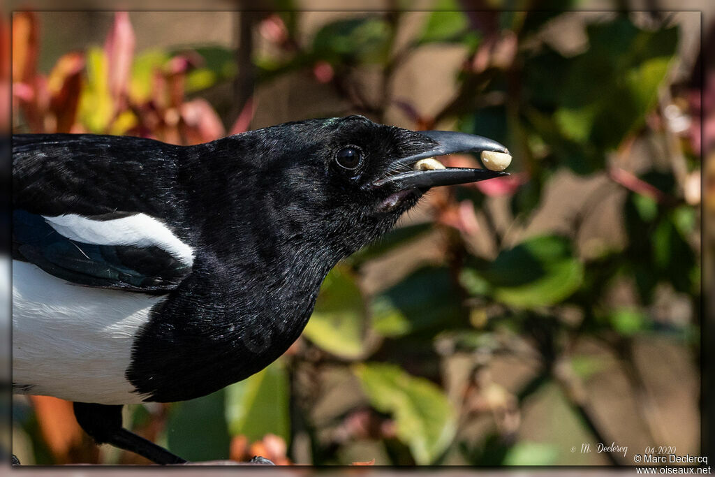 Eurasian Magpie