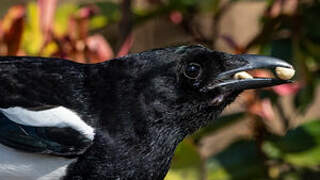 Eurasian Magpie