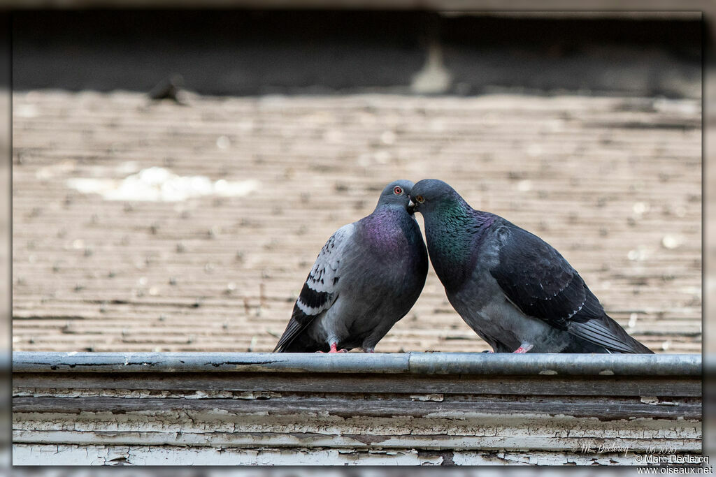 Rock Dove