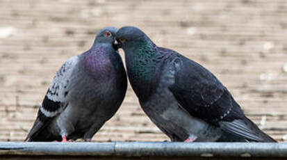 Pigeon biset