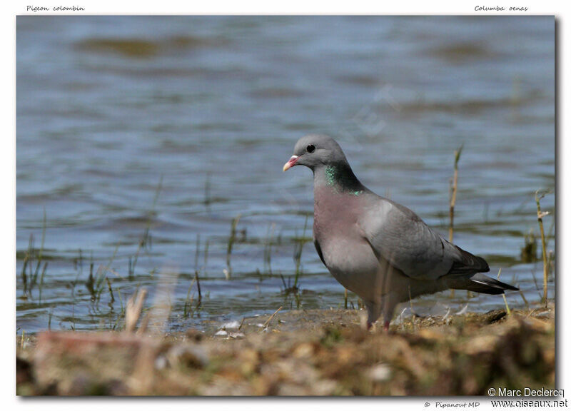 Stock Dove, identification