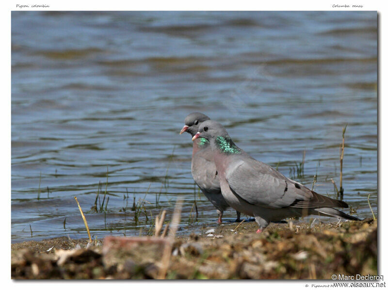 Stock Dove, identification