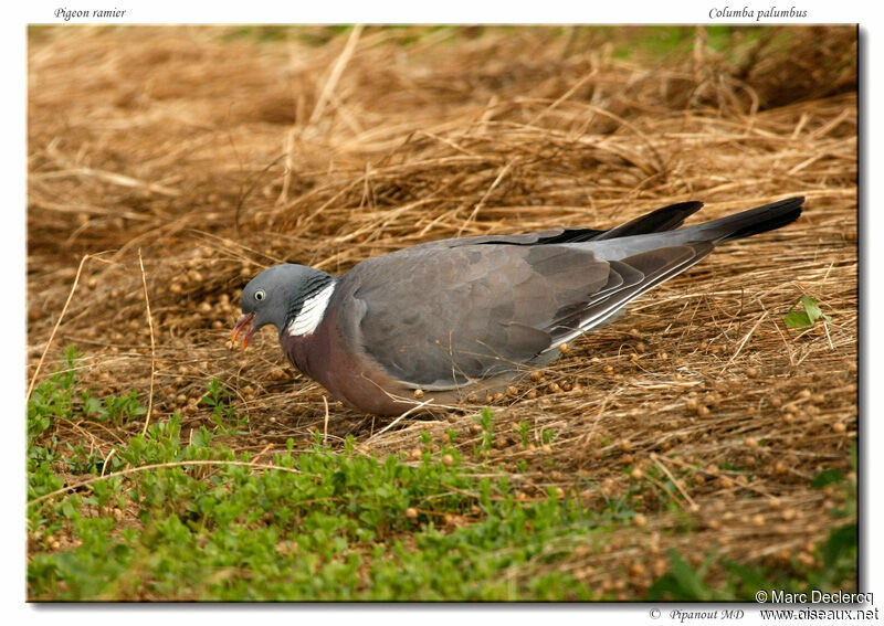 Common Wood Pigeon, identification, feeding habits