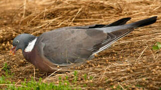 Common Wood Pigeon