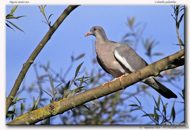 Common Wood Pigeonjuvenile, identification