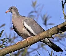 Common Wood Pigeon