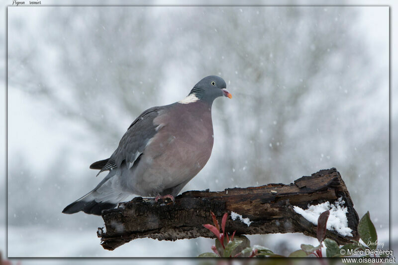 Common Wood Pigeon