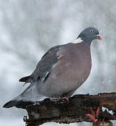 Common Wood Pigeon