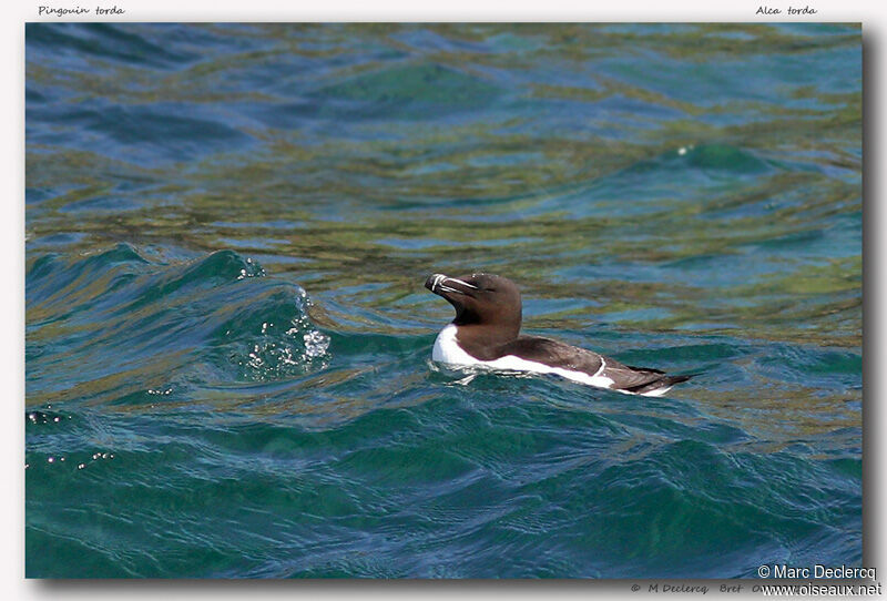 Razorbill, identification