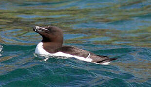 Razorbill