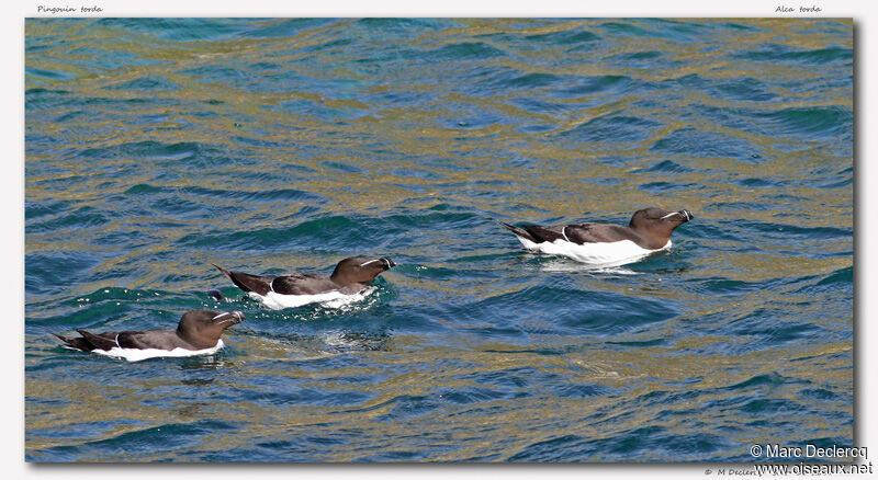 Razorbill, identification