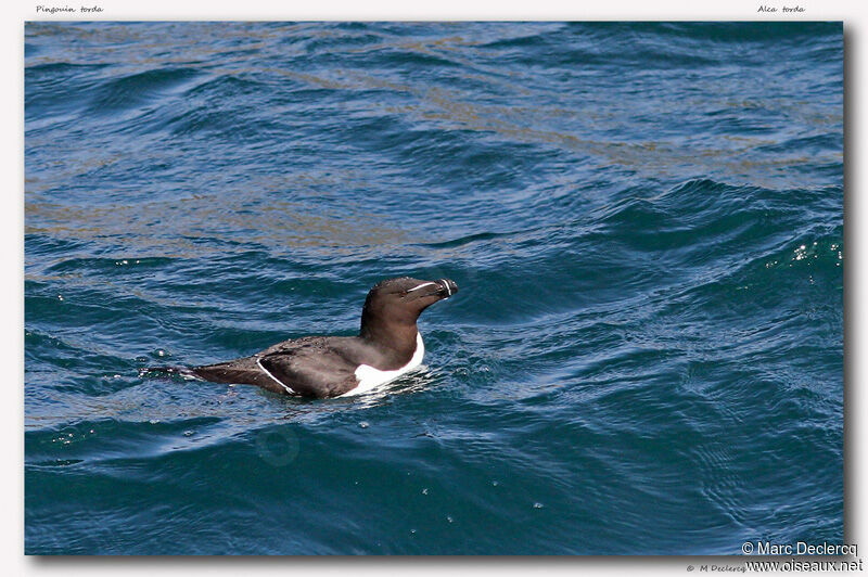 Razorbill, identification