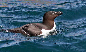 Razorbill