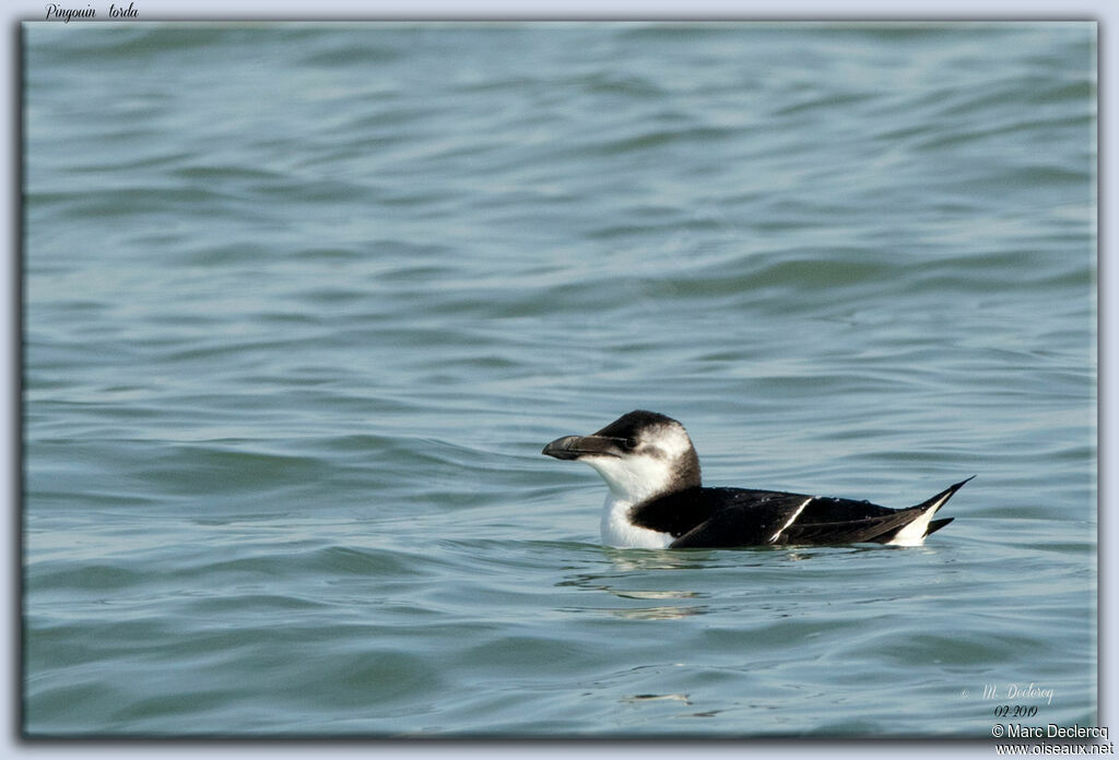 Razorbill