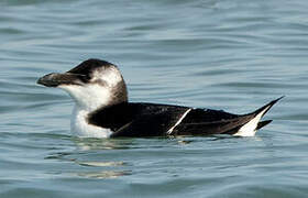 Razorbill