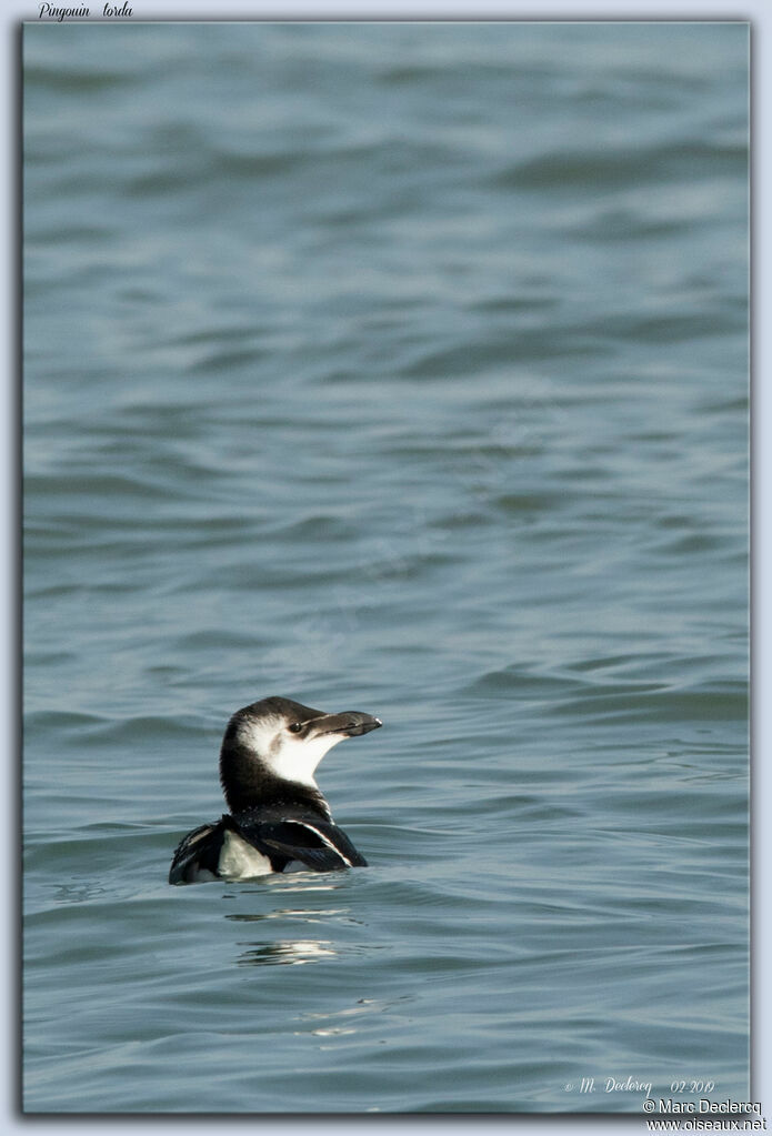 Razorbill