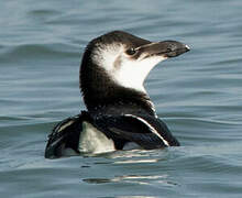 Razorbill