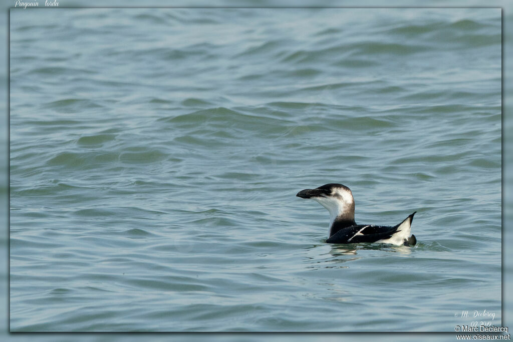 Pingouin torda