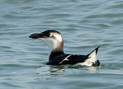 Razorbill