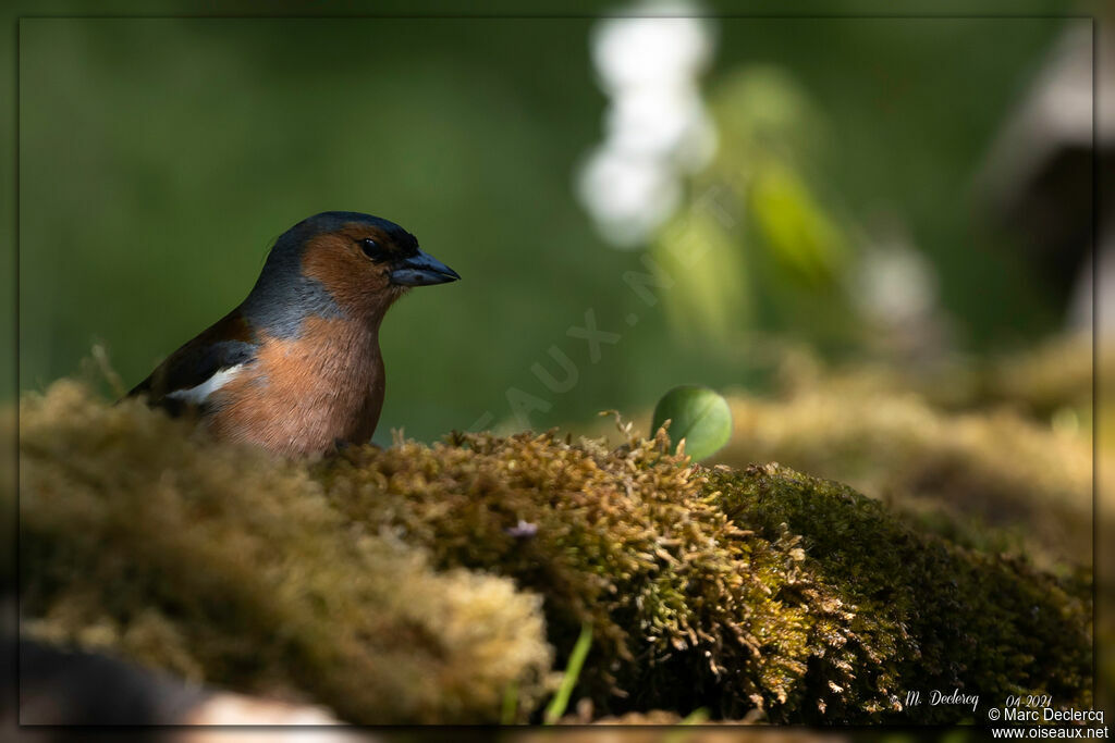 Common Chaffinch